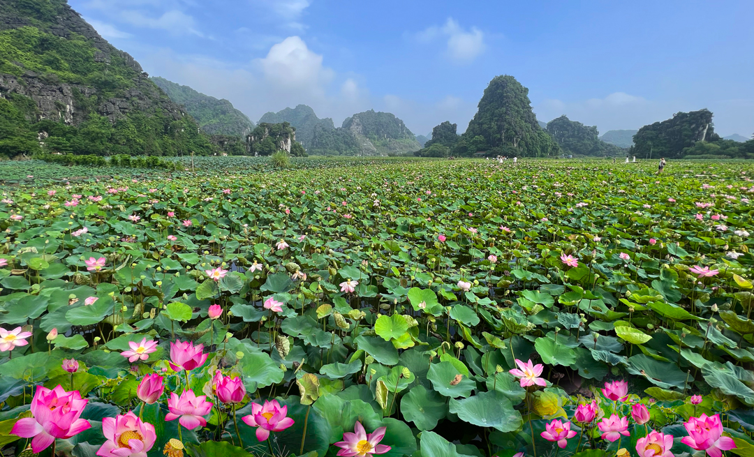 Đầm sen ở hang múa Ninh Bình.