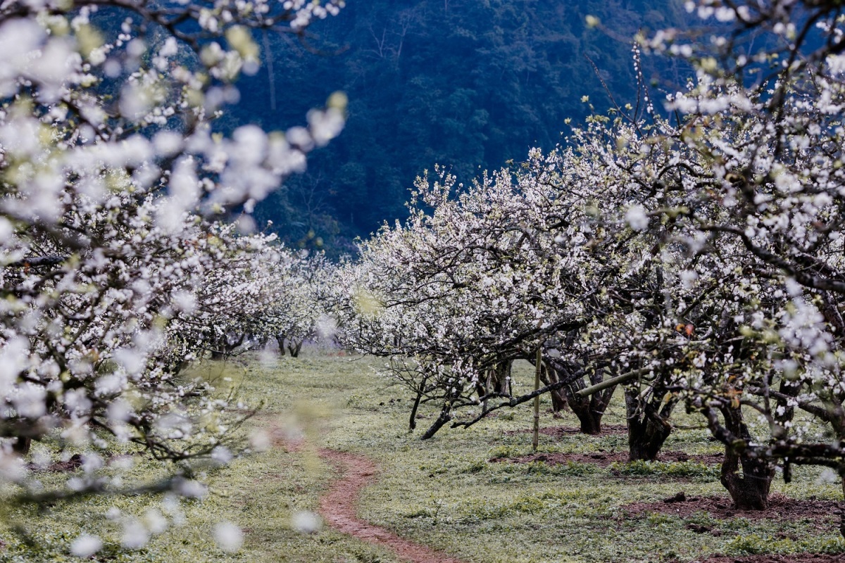 sắc màu hoa mận ,hoa đào.