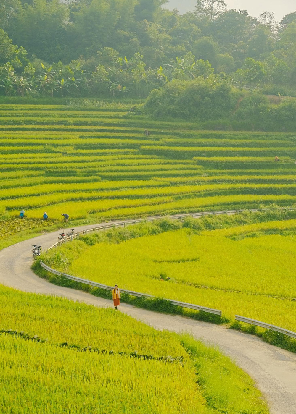 Du lịch trong kỳ nghỉ lễ 2.9, du khách có thể chiêm ngưỡng mùa vàng ở Khu bảo tồn thiên nhiên Pù Luông. 