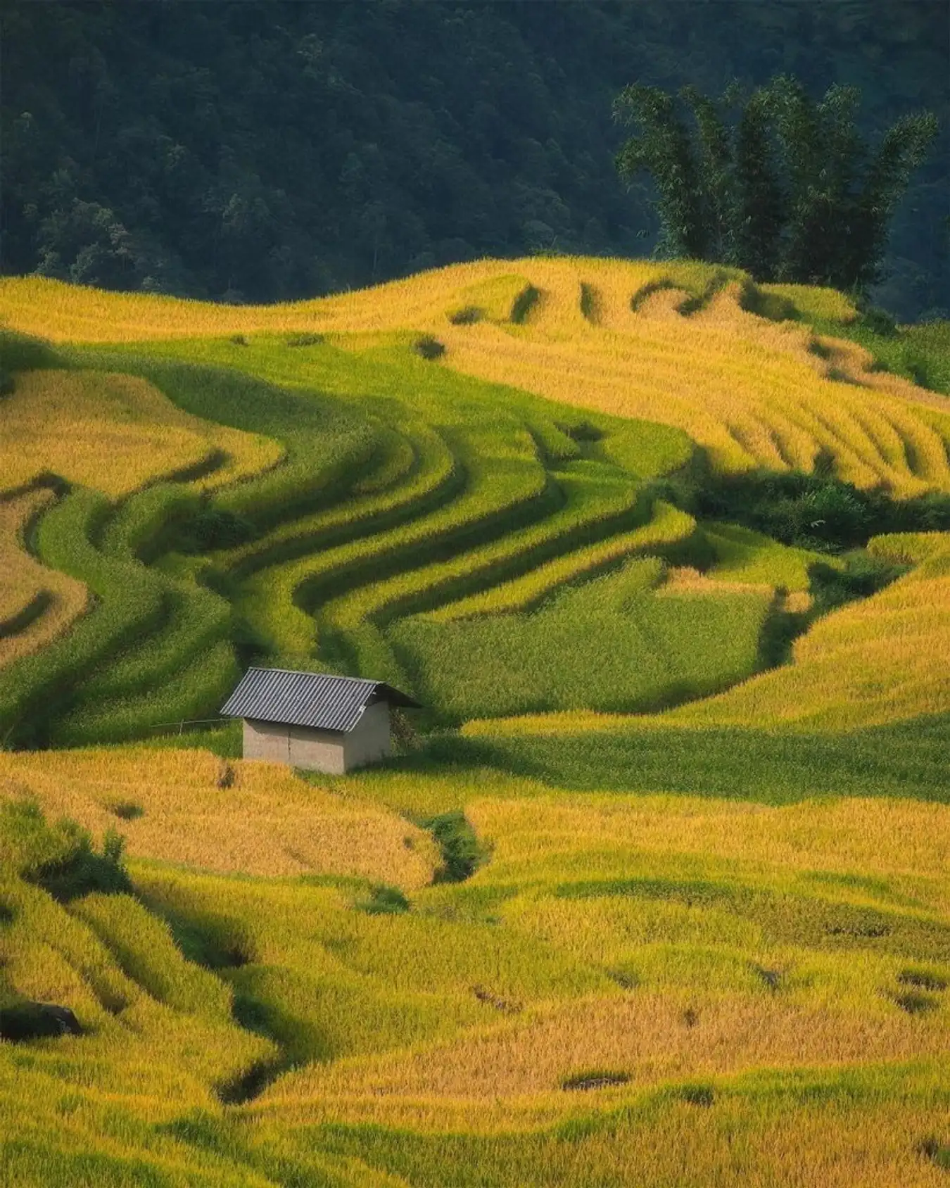 Y tý mùa lúa chín vàng ươm trong bầu không khí trong lành