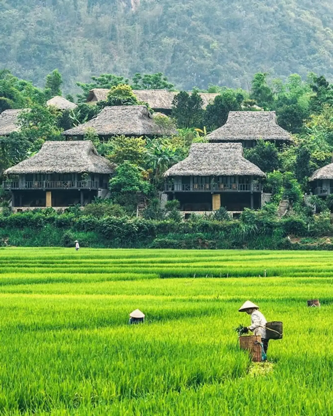 Màu lúa xanh dưới thung lũng Mường Hoa . 