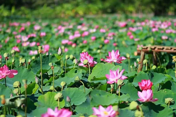 Khu du lịch sinh thái đồng sen Tháp Mười chính là minh chứng cho câu“Tháp Mười đẹp nhất bông sen”