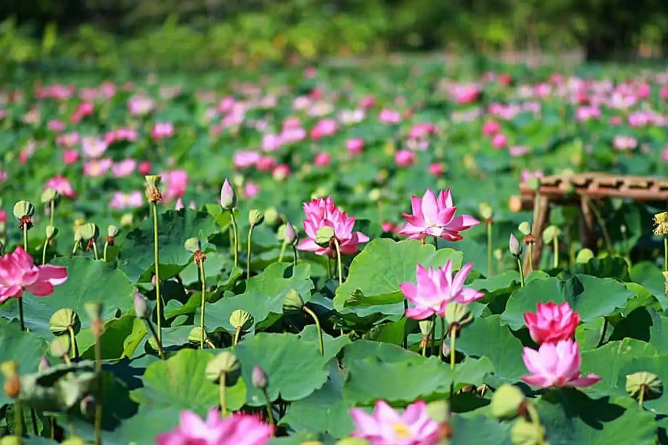 Khu du lịch sinh thái đồng sen Tháp Mười chính là minh chứng cho câu“Tháp Mười đẹp nhất bông sen” 