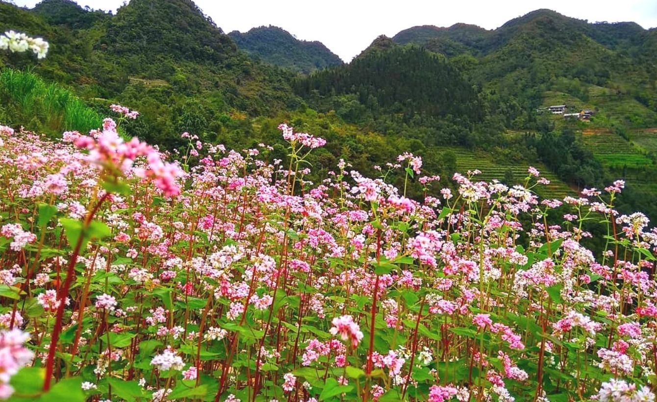 hoa tam giác mạch đẹp mê mẩn.