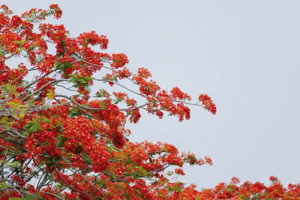 Sắc màu hoa phượng đỏ.