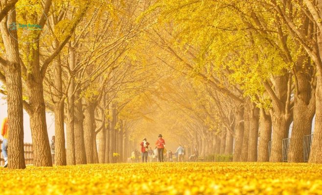 Hàng cây ngân hạnh nổi tiếng là một trong những điểm du lịch mùa thu hút khách ở thành phố Asan, Hàn Quốc