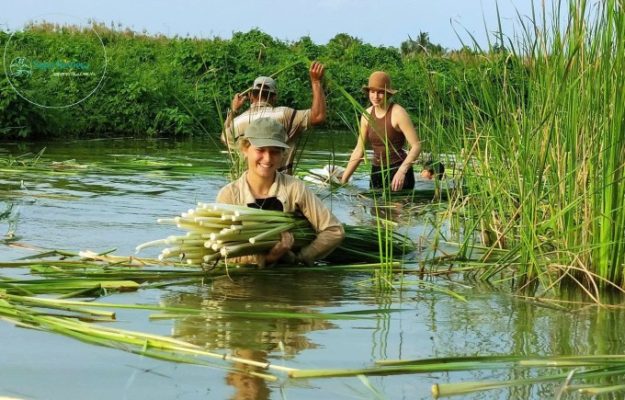 Khách nước ngoài trải nghiệm nhổ bồn bồn ở ấp Tân Thành, hè 2024