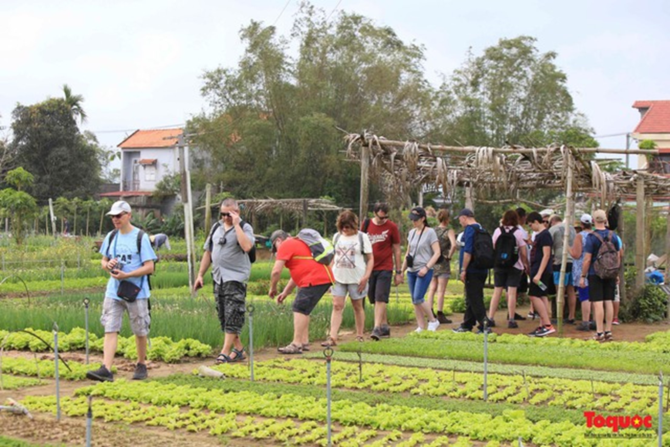 Du khách quốc tế tham quan làng rau Trà Quế, TP.Hội An.