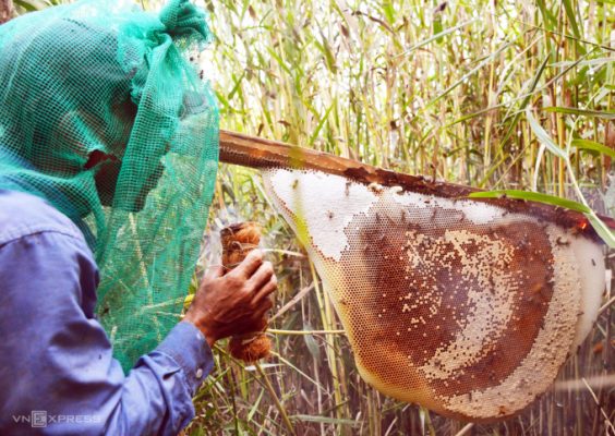 Những người thợ ăn ong dùng bùi nhùi hun khói xua ong để lấy mật. Ảnh: Chúc Ly