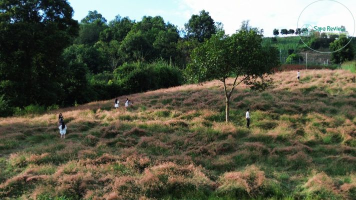 Đồi cỏ cách trung tâm thị trấn khoảng 17 km, đường đi thuận tiện. Du khách có thể kết hợp tham quan thác Dải Yếm, vườn thú và các nông trại gần đó. Thời tiết Mộc Châu hiện trở lạnh, nhiệt độ vào sáng sớm và đêm có thể xuống khoảng 15, 16 độ C, du khách nên mang theo áo ấm. Để có hình đẹp, khách nên chọn những trang phục sáng màu.