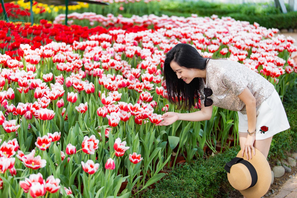 Hoa Tulip  đua nhau kheo sắc dịp xuân sang