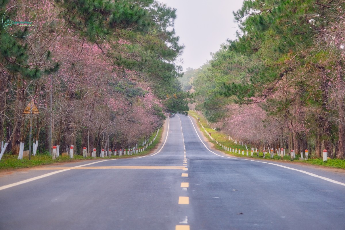 Thị trấn Măng Đen thuộc huyện Konplông, tỉnh Kon Tum, được xem là "Đà Lạt thứ hai" của Tây Nguyên nhờ những rừng thông xanh, khí hậu mát mẻ và mai anh đào bung nở mỗi mùa xuân