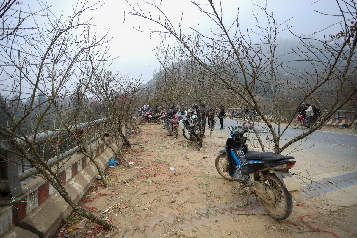 Những cành đào lớn được để trên thành cầu, trên xe, tạo thành chợ bán đào tự phát ven quốc lộ