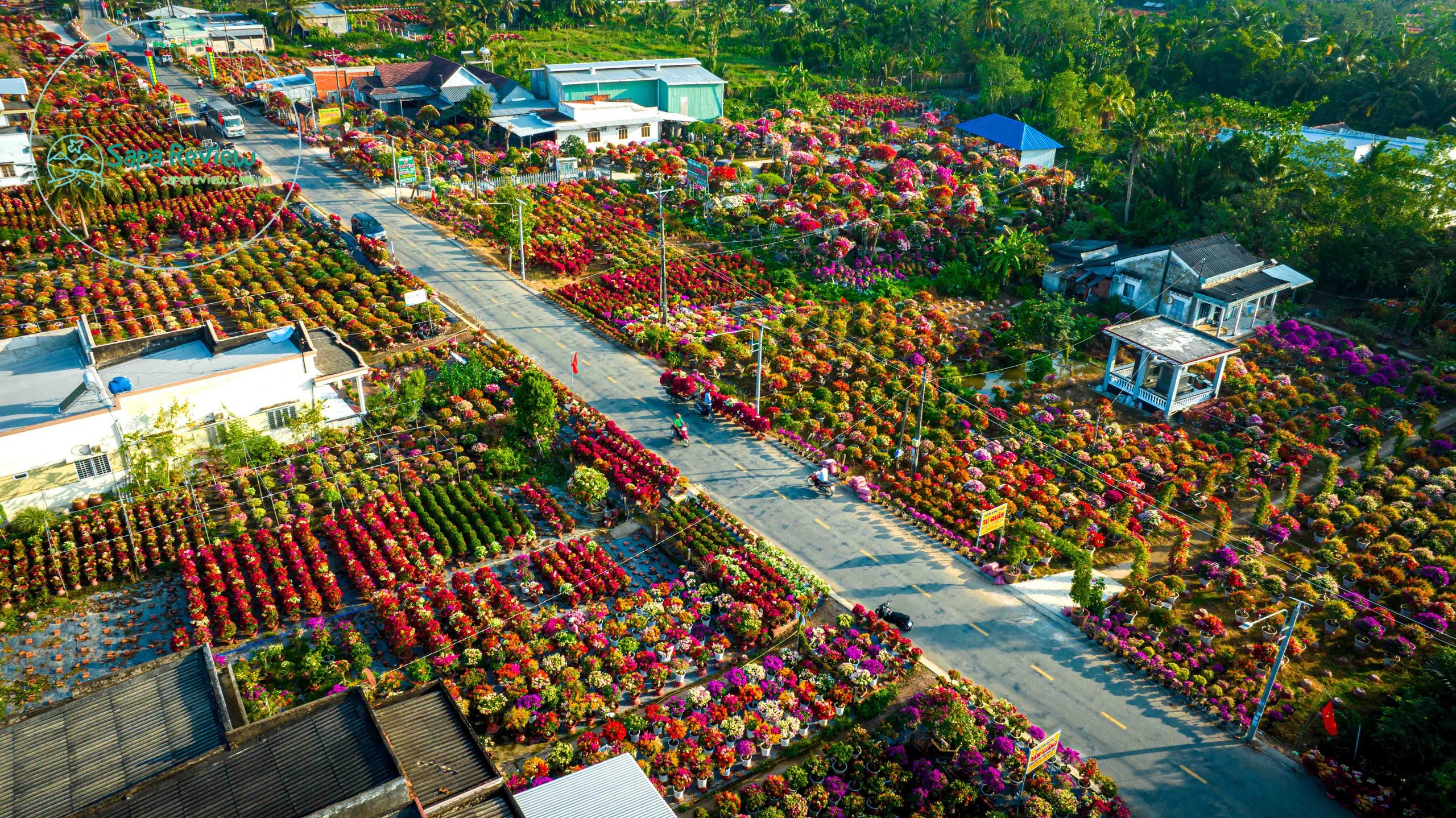 Hoa giấy tràn ngập sắc màu ven những con đường ở làng hoa Phú Sơn