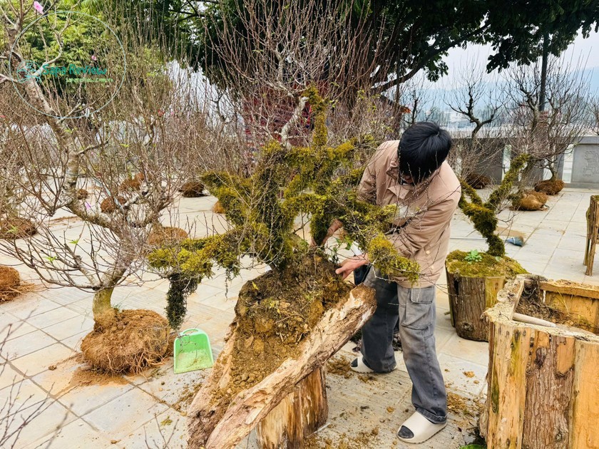 Ngoài ra, chợ còn là nơi giới thiệu các sản phẩm truyền thống của Lào Cai, như các loại cây cảnh độc đáo được tạo hình tỉ mỉ, các giống hoa địa phương mang đậm nét đặc trưng của vùng cao