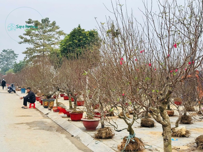 Chợ hoa Xuân thúc đẩy trong khâu tiêu thụ, quảng bá, giới thiệu, kết nối cung cầu thị trường nông sản của huyện đến với các địa phương, người tiêu dùng trong và ngoài thành phố. Đây cũng là dịp để thu hút khách du lịch đến tham quan, tìm hiểu về TP Lào Cai