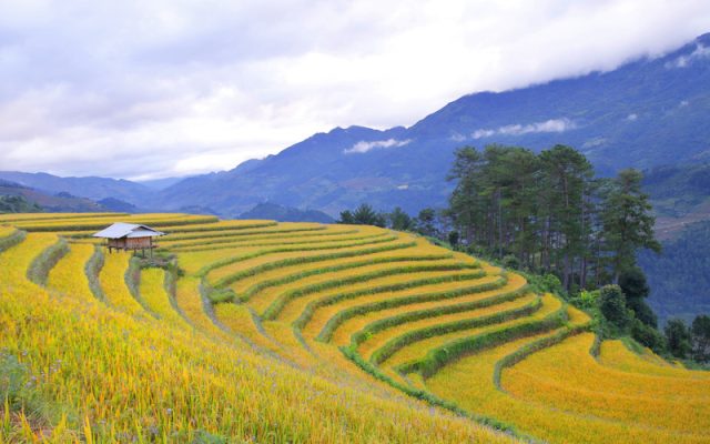 Mù Căng Chải – cái tên gợi nhớ đến một bức tranh thiên nhiên đẹp đến nao lòng mỗi độ thu về