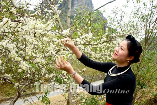 Hoa mận nở dọc đèo Khau Lắc (Lâm Bình, Tuyên Quang) tạo nên một khung cảnh đẹp, lãng mạn