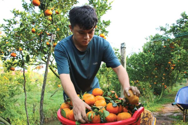 Nông dân huyện Lai Vung tập trung phát triển sản phẩm quýt hồng theo hướng bền vững