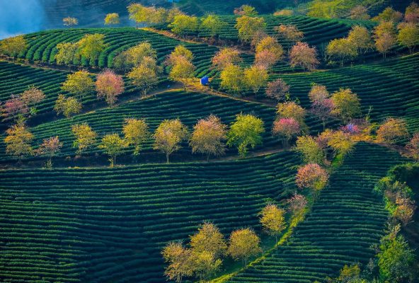 Đồi chè Ô Long -  Ô Quý Hồ SaPa