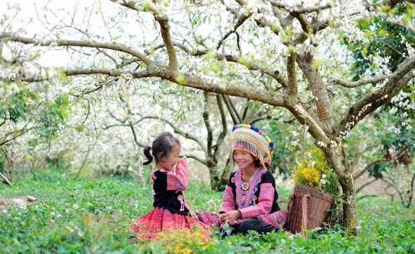 Màu hoa mận tôn lên cảnh sắc, con người Mộc Châu làm bao lữ khách say đắm