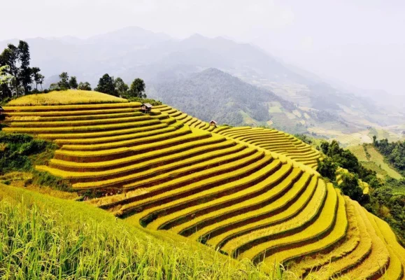 Ruộng bậc thang mùa lúa chín - Yên Bái