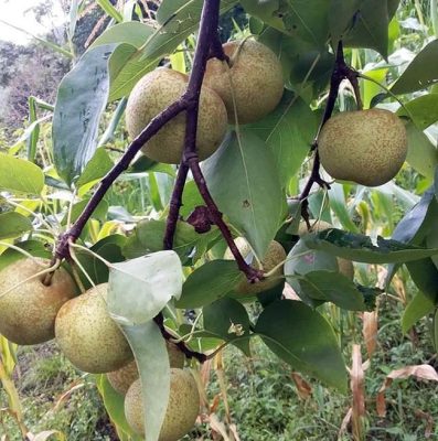 Mùa lê giòn ngọt trên "cao nguyên trắng", du khách đổ về hái quả