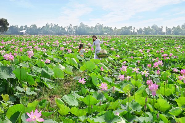 Đầm Sen Cần Thơ là một trong những điểm du lịch sinh thái hấp dẫn, thu hút du khách bởi vẻ đẹp thanh bình và khung cảnh thiên nhiên thơ mộng. Nằm cách trung tâm thành phố Cần Thơ không xa, nơi đây được xem là điểm đến lý tưởng để thư giãn, tận hưởng không gian xanh mát và khám phá nét đẹp đặc trưng của miền Tây Nam Bộ.Đầm Sen Cần Thơ là một khu vực sinh thái tự nhiên, nổi bật với những hồ sen rộng lớn nở rộ quanh năm. Vào mùa sen nở, du khách sẽ được chiêm ngưỡng cảnh sắc tuyệt đẹp với những cánh sen hồng nổi bật trên mặt nước xanh biếc. Không chỉ mang lại giá trị về mặt cảnh quan, đầm sen còn là nơi gìn giữ hệ sinh thái đa dạng, thu hút nhiều loài chim và động thực vật đặc trưng của miền Tây.

Vào mùa sen (thường từ tháng 5 đến tháng 8), đầm sen khoác lên mình một vẻ đẹp quyến rũ với những đóa sen rực rỡ tỏa hương thơm ngát. Du khách có thể đi thuyền giữa hồ để tận hưởng trọn vẹn không khí trong lành và lưu lại những bức ảnh tuyệt đẹp.

Những cây cầu gỗ bắc ngang hồ sen hay những chiếc thuyền nhỏ trôi lững lờ trên mặt nước là điểm check-in lý tưởng cho những ai yêu thích chụp ảnh. Diện áo bà ba truyền thống hoặc áo dài sẽ giúp bạn có những bức ảnh đậm chất miền Tây.

Một trong những hoạt động thú vị khi đến đây là tự tay hái những bông sen tươi và học cách chế biến trà sen theo phương pháp dân gian. Trà sen không chỉ có hương vị thanh tao mà còn giúp thư giãn tinh thần và tốt cho sức khỏe.

Sau khi tham quan đầm sen, du khách có thể thưởng thức những món đặc sản miền Tây như cá lóc nướng trui, lẩu cá linh bông điên điển, bánh xèo miền Tây… Đặc biệt, những món ăn từ sen như gỏi ngó sen, chè hạt sen cũng là trải nghiệm ẩm thực không thể bỏ lỡ.

Thời điểm lý tưởng để đi: Mùa sen nở rộ từ tháng 5 đến tháng 8 là thời điểm đẹp nhất để tham quan và chụp ảnh.

Trang phục phù hợp: Nên chọn trang phục nhẹ nhàng, thoải mái, ưu tiên áo bà ba hoặc áo dài để có những bức ảnh đẹp.

Chuẩn bị máy ảnh hoặc điện thoại chụp hình đẹp để lưu giữ khoảnh khắc tuyệt vời giữa thiên nhiên.

Mang theo mũ, nón và kem chống nắng để bảo vệ làn da khi di chuyển dưới trời nắng.

Liên hệ trước khi đi để cập nhật tình hình thời tiết và đặt thuyền tham quan nếu cần.

Đầm Sen Cần Thơ là điểm đến lý tưởng dành cho những ai muốn tìm về với thiên nhiên, tận hưởng không gian yên bình và khám phá nét đẹp đặc trưng của miền Tây. Nếu có dịp đến Cần Thơ, đừng quên ghé thăm nơi đây để trải nghiệm những khoảnh khắc tuyệt vời bên hồ sen thơ mộng.

Cảnh Sắc Thơ Mộng Cùng Vẻ Đẹp Tinh Khôi 
