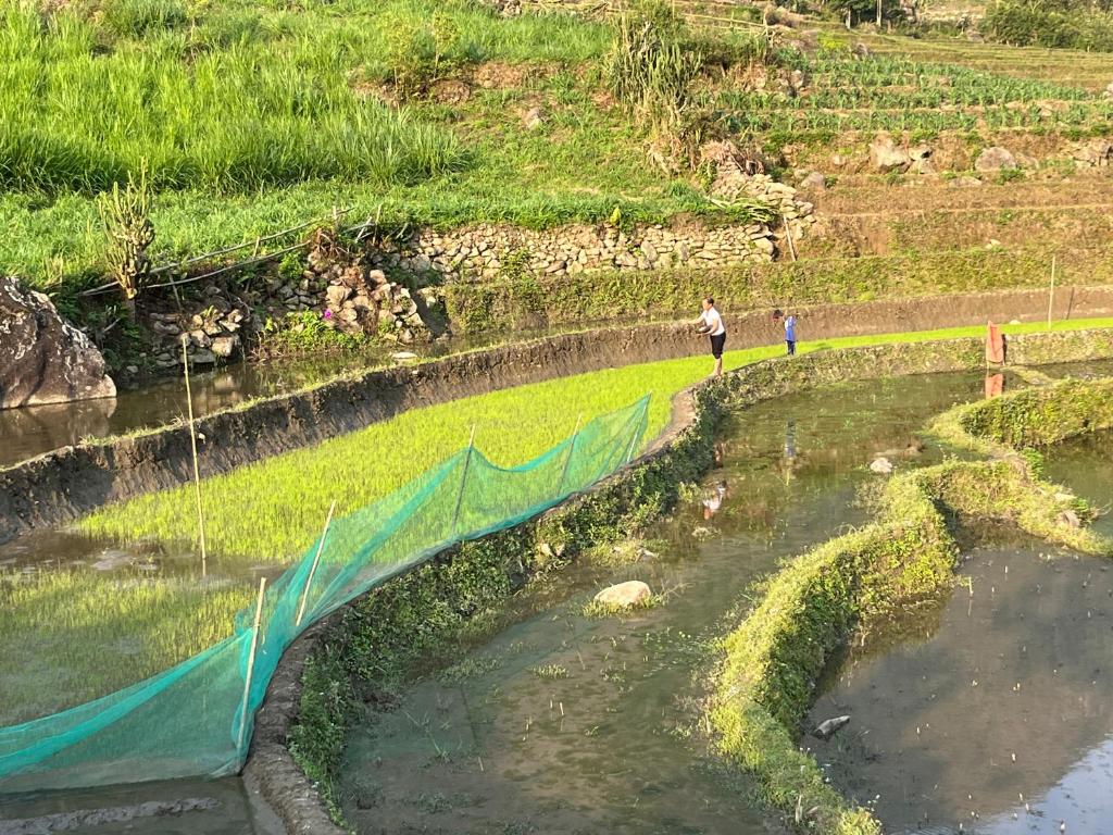 Sự bình yên tại homestay.