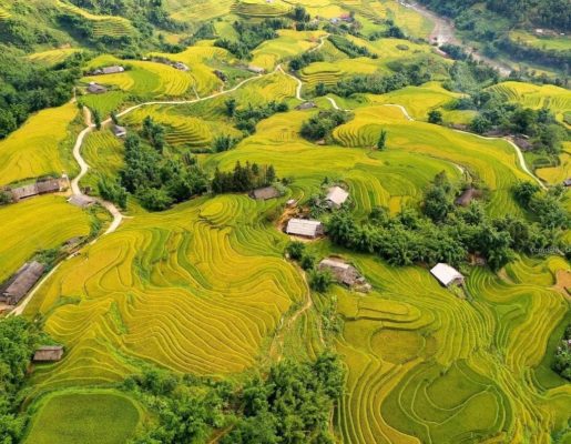 Tả Van mùa lúa chín. Ảnh: Hương Ngô