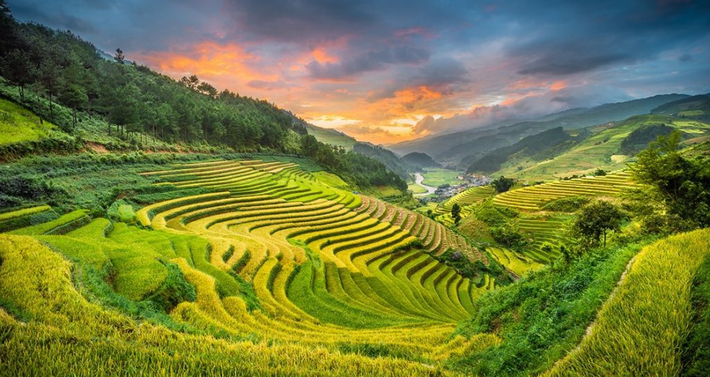 Mùa vàng Mù Cang Chải