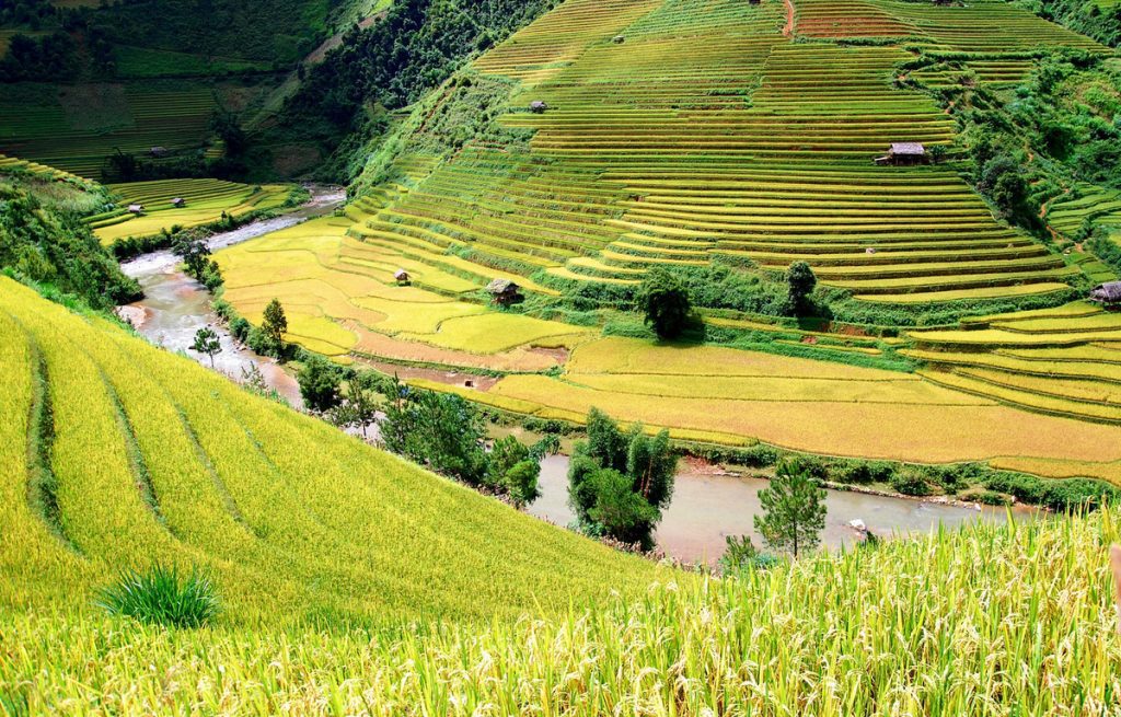Ruộng lúa trải dài ở Tú Lệ